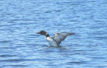 Loon on Lake Winnipesaukee.