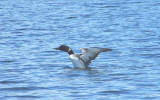 Loon on Lake Winnipesaukee.